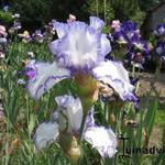 Iris germanica - Baardiris, zwaardiris