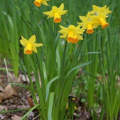  van Narcis, miniatuurnarcis  Narcissus romieuxii 39;Julia Jane