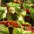 Begonia grandis subsp. evansiana