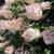 Hydrangea paniculata 'Vanille Fraise'