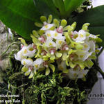 Gastrochilus somai - Aziatische orchidee