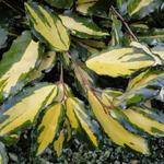 Elaeagnus  pungens  'Maculata' - Goudbonte olijfwilg, stekelige olijfwilg