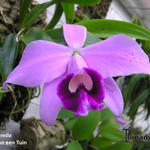 Laelia pumila - Orchidee, miniatuurorchidee