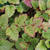 Rubus tricolor