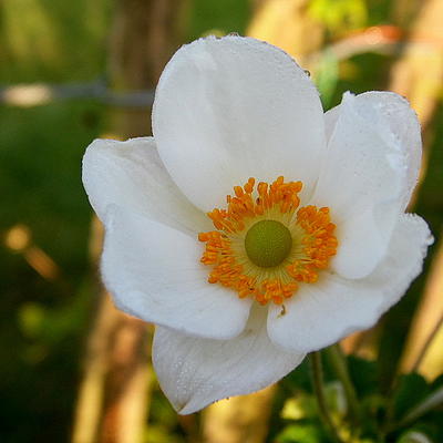 Japanse anemoon / herfstanemoon - Anemone x hybrida 'Honorine Jobert'