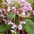 Begonia grandis subsp. evansiana