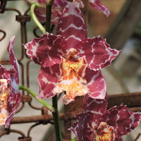 Orchidee event Vogelsheim