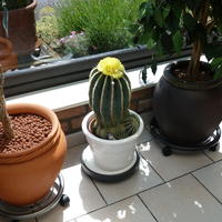 Cactussen en vetplantjes