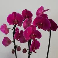 Mijn orchideeën