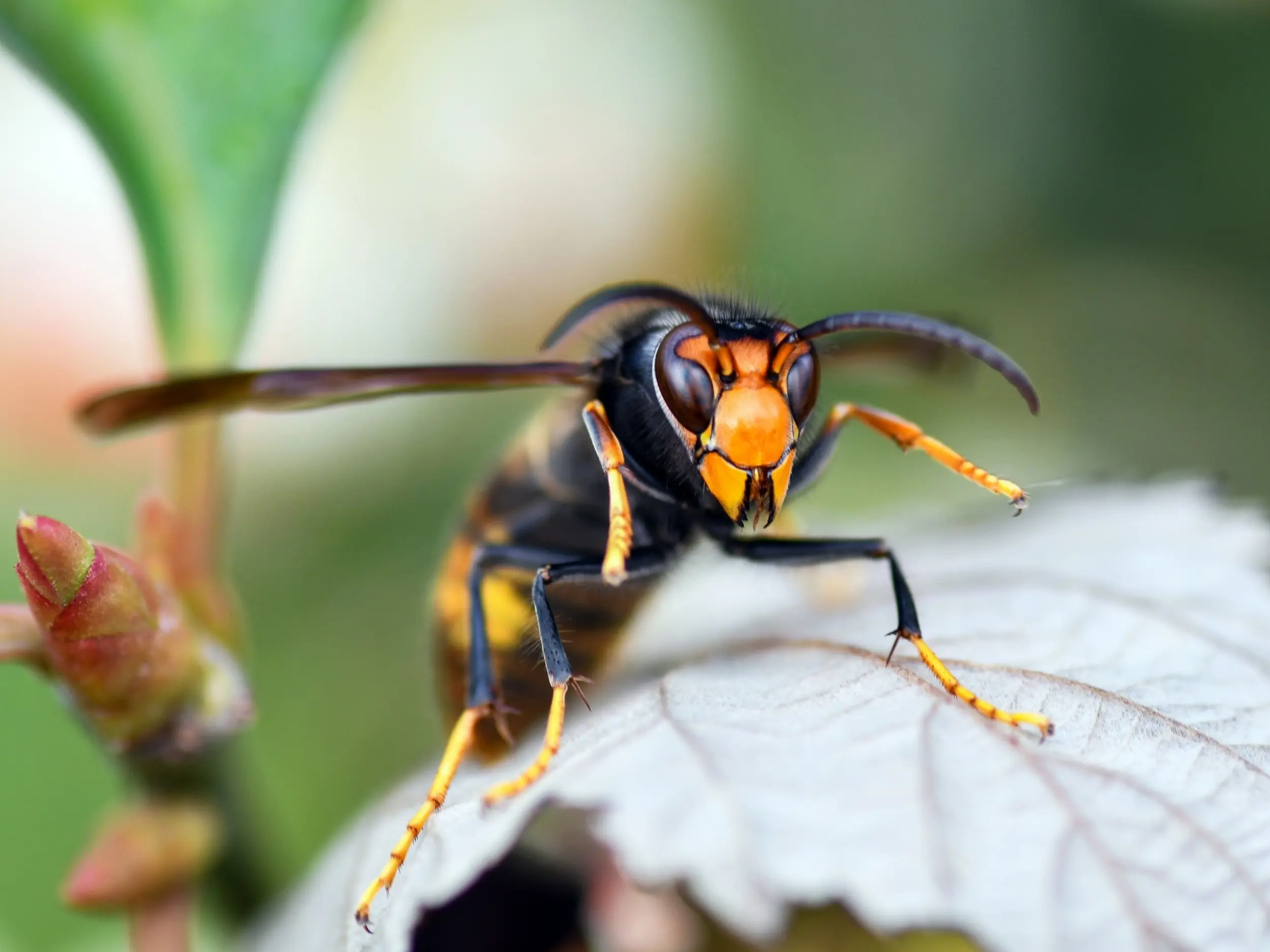 Bestrijd de hoornaar