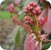 Glansmispel - Photinia fraseri siert de voorjaarstuin met rode bladeren.