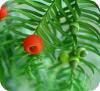 Taxus baccata snoeien, planten, soorten, ongedierte, oorsprong, taxuskever ongedierte bestrijden