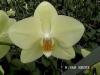 kamerplant: Phalaenopsis of de vlinderorchidee