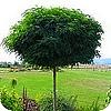 Acacia robina bolacacia bomen in bolvorm bolvormige bomen soorten robina planten in de tuin