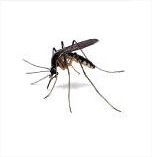 Muggen bestrijden, verdelgen, verjagen met eucalyptus, citroenmelisse, geurspiralen, muggenvanger en ander insectenbestrijdingsmiddelen