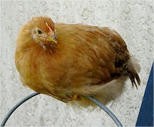 Kippen houden in de tuin. Wat eet een kip? voordelen en nadelen van kippen