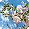 Prunus subhirtella Autumnalis: Japanse sierkers, sierkerselaar: planten, snoeien, mesten