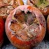 Mispel Mespilus germanica: oude soorten fruit eten vruchten mispel - mispelboom verzorgen en snoeien