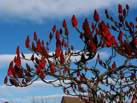 Snoeien Rhus typhina - Fluweelboom stekken, verplanten