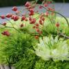 Dianthus barbatus Green Trick - Bloemstuk ton sur ton