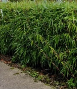 Mening analyse Vooroordeel Bamboe of taboe - problemen met woekerende bamboe voorkomen