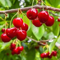 Bescherm je fruitbomen tegen insecten