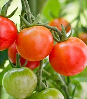 Zelf tomaten kweken - kruiden zaaien