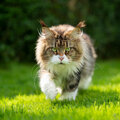 Katten weren uit de tuin: vreedzame methodes op een rijtje