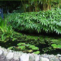 Bamboe planten nabij een folievijver: kies voor niet woekerende bamboe zoals Fargesia
