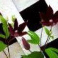 Klimplanten: soorten voorjaarsbloeiers