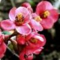 Chaenomeles - Japanse sierkwee