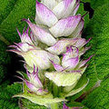 Salvia sclarea - muskaatsalie