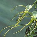 Angraecum orchidee