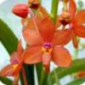 Ascocentrum orchidee
