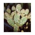 Cactussen: ongedierte
