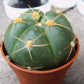 Cactussen verpotten en oppotten