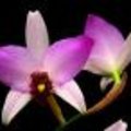 Laelia orchidee