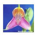 Masdevillia orchidee is meestal voorbehouden aan de liefhebber met een geschikte kas