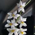 Odontoglossum orchidee