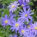 Anemone blanda - Oosterse anemoon