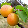 Fruit voor warme plaatsen: perziken, abrikozen, amandelen en vijgen