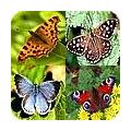 Vlinders: soorten in de tuin