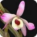 Dendrobium nobile: een populaire en veelvuldig aangeboden orchidee