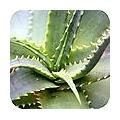 Aloe vera als wonderplant