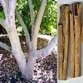 Kaneelboom of Cinnamomum zeylanicum als leverancier van onze kaneelstokjes