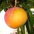 Mangifera indica of mango: herkomst, soorten, vermeerderen, kenmerken, gebruik, teelt,...