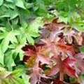 Liquidambar styraciflua - Amberboom: soorten, snoeien, naamgeving, standplaats, gebruik