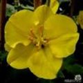 Kuipplant: Fremontodendron californicum - flanelstruik met zijn mooie gele bloemen