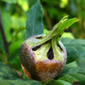 Mispel of Mespilus germanica zijn lekkere vruchten als je ze niet te lang laat hangen.