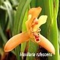 Maxillaria in het kort + verzorging van deze mooie orchidee